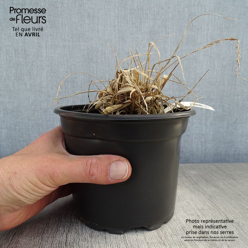 Molinia caerulea susbp. caerulea Variegata - Purple Moor-grass 2L/3L pot sample as delivered in spring