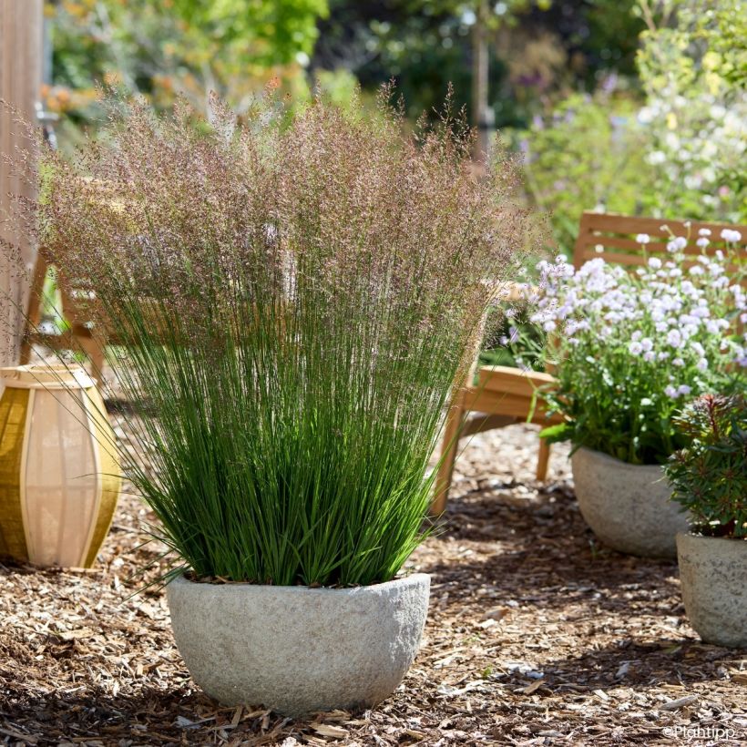 Molinia caerulea Banshee - Purple moor grass (Plant habit)