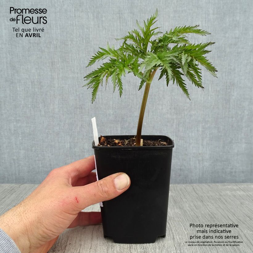 Molopospermum peloponnesiacum 8/9 cm pot sample as delivered in spring