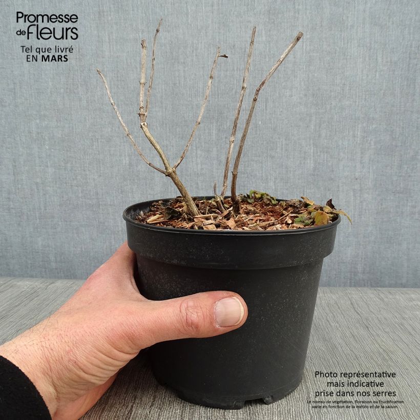 Monarda hybrida Gardenview Scarlet - Beebalm 2L/3L pot sample as delivered in winter