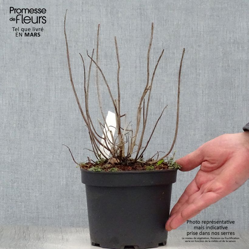 Monarda hybrida Gardenview Scarlet - Beebalm 2L/3L pot sample as delivered in spring