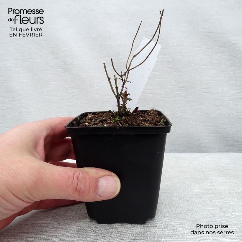 Monarda&#x20;fistulosa&#x20;tetraploid&#x20;-&#x20;Beebalm&#x20;8&#x2F;9&#x20;cm&#x20;pot&#x20;sample&#x20;as&#x20;delivered&#x20;in&#x20;winter