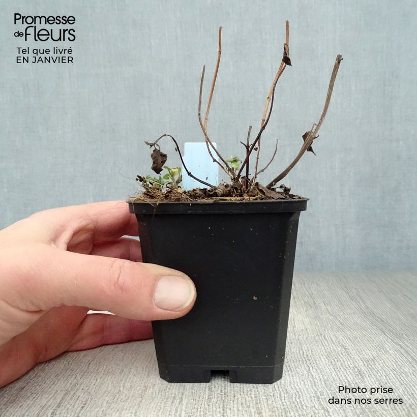 Monarda Beauty of Cobham - Beebalm 8/9 cm pot sample as delivered in winter