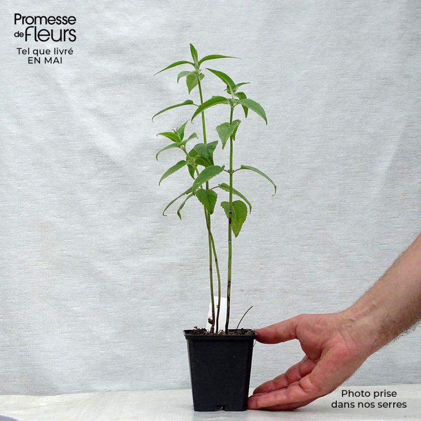 Monarda hybrida Blaustrumpf - Beebalm 8/9 cm pot sample as delivered in spring