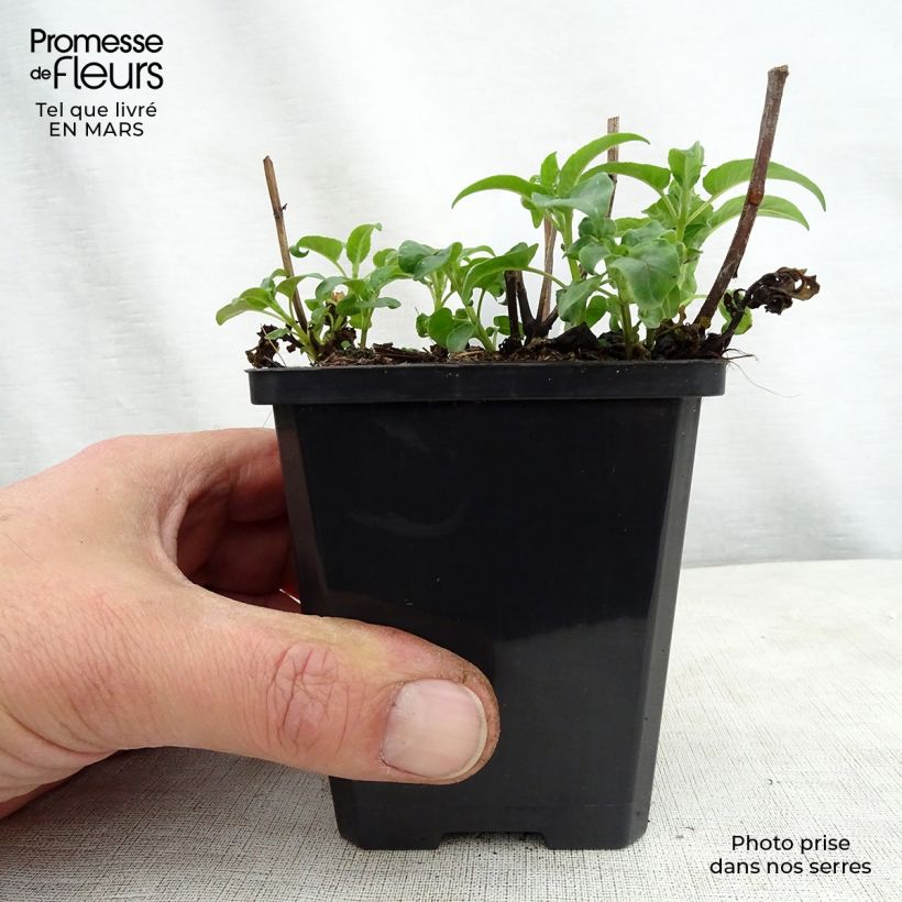 Monarda didyma Dancing Bird - Beebalm 8/9 cm pot sample as delivered in spring