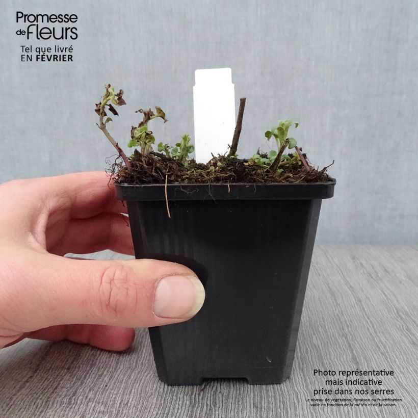 Monarda didyma Dancing Bird - Beebalm 8/9 cm pot sample as delivered in winter