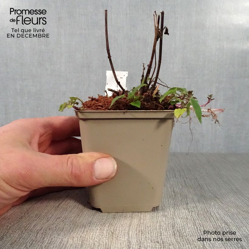 Monarda Feuerschopf - Beebalm 8/9 cm pot sample as delivered in winter