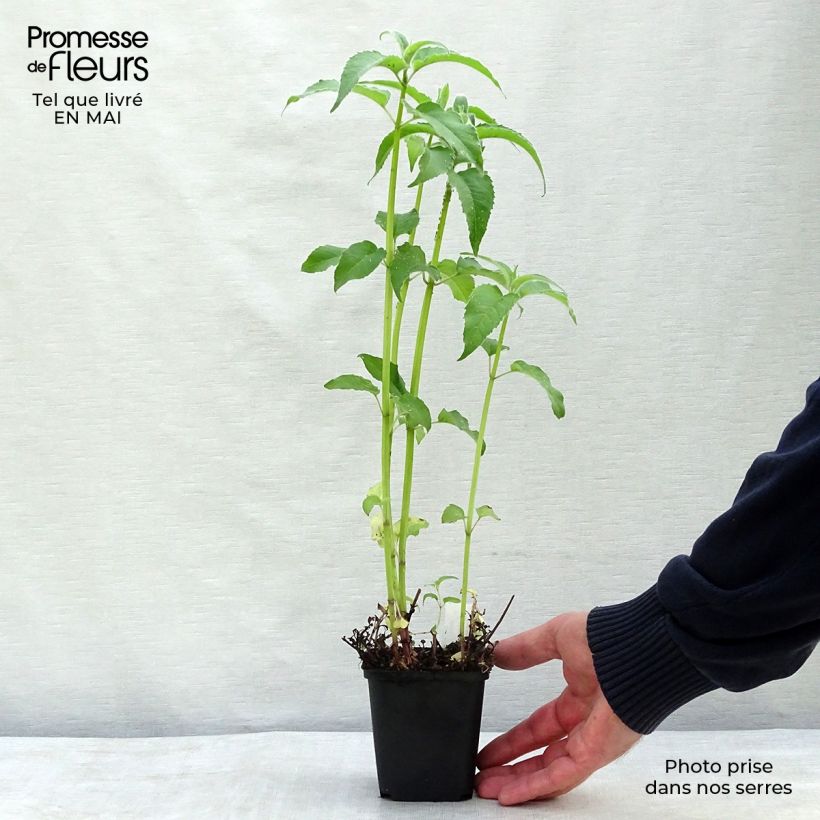 Monarda Feuerschopf - Beebalm 8/9 cm pot sample as delivered in spring