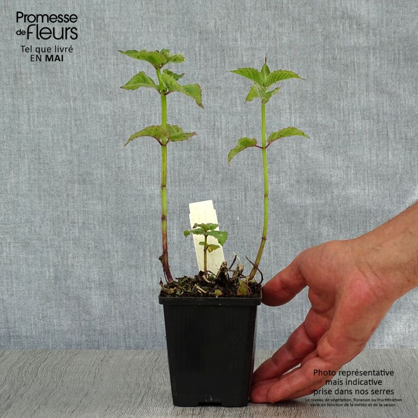 Monarda Fireball - Beebalm 8/9 cm pot sample as delivered in spring