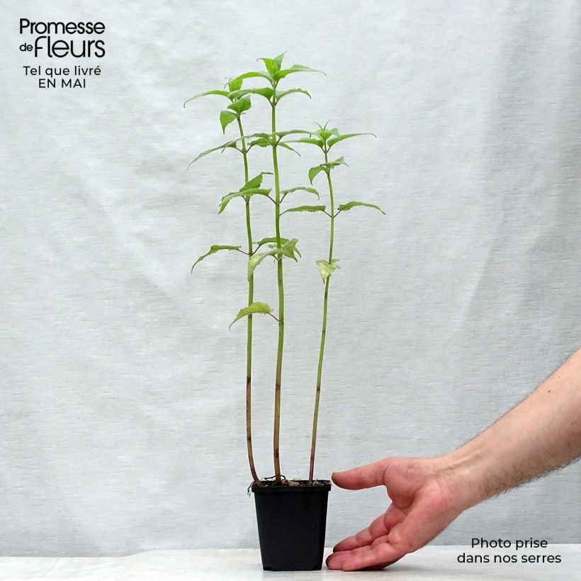 Monarda Gewitterwolke - Beebalm 8/9 cm pot sample as delivered in spring