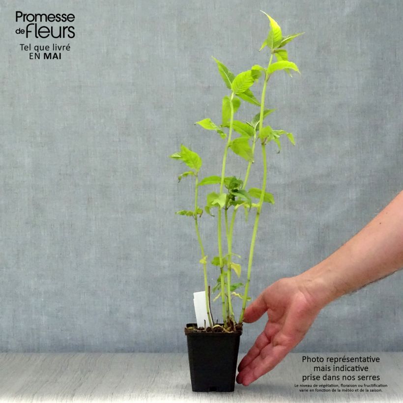 Monarda Jacob Cline - Beebalm 8/9 cm pot sample as delivered in spring