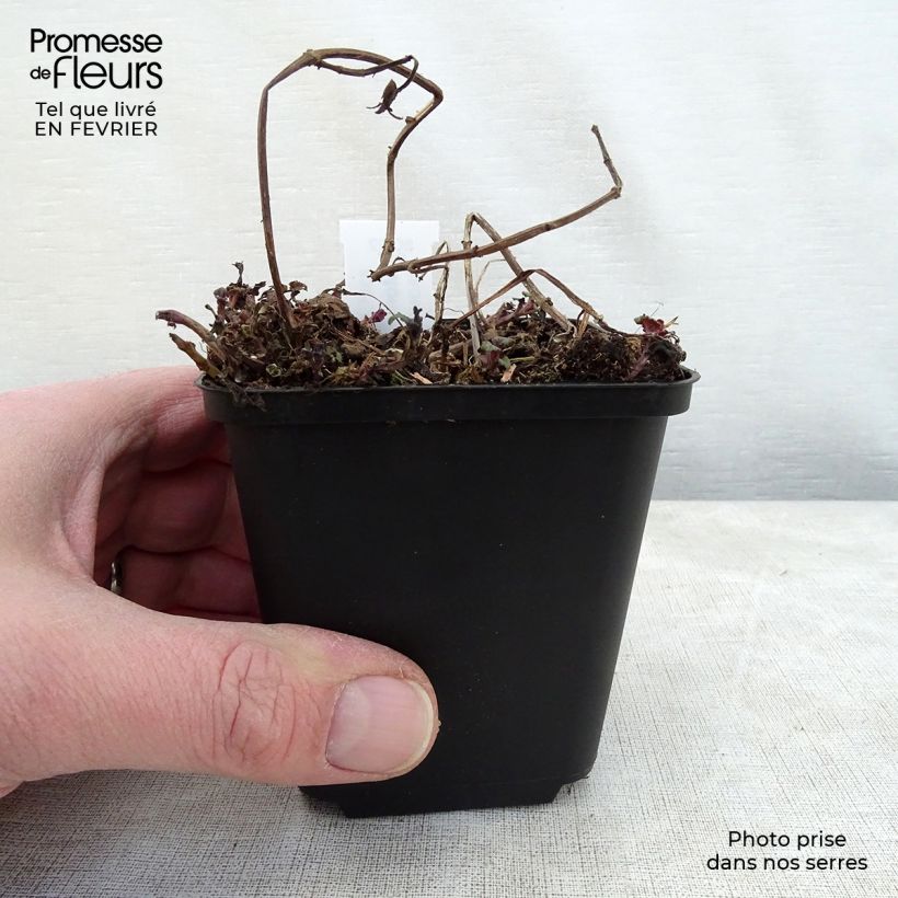 Monarda Melissa - Beebalm 8/9 cm pot sample as delivered in winter