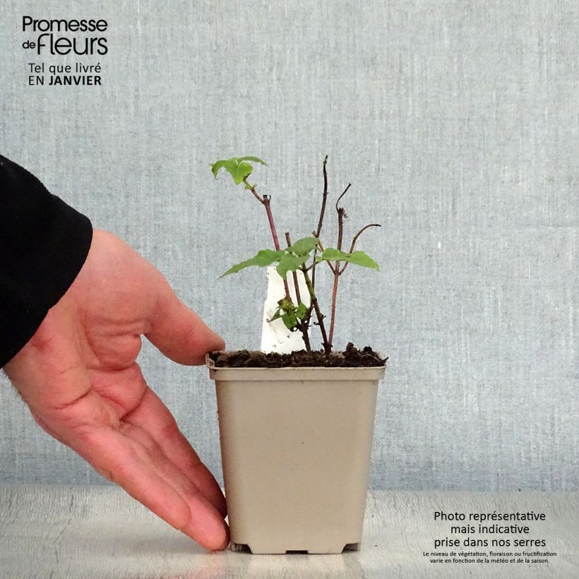 Monarda Mohawk - Beebalm 8/9 cm pot sample as delivered in winter