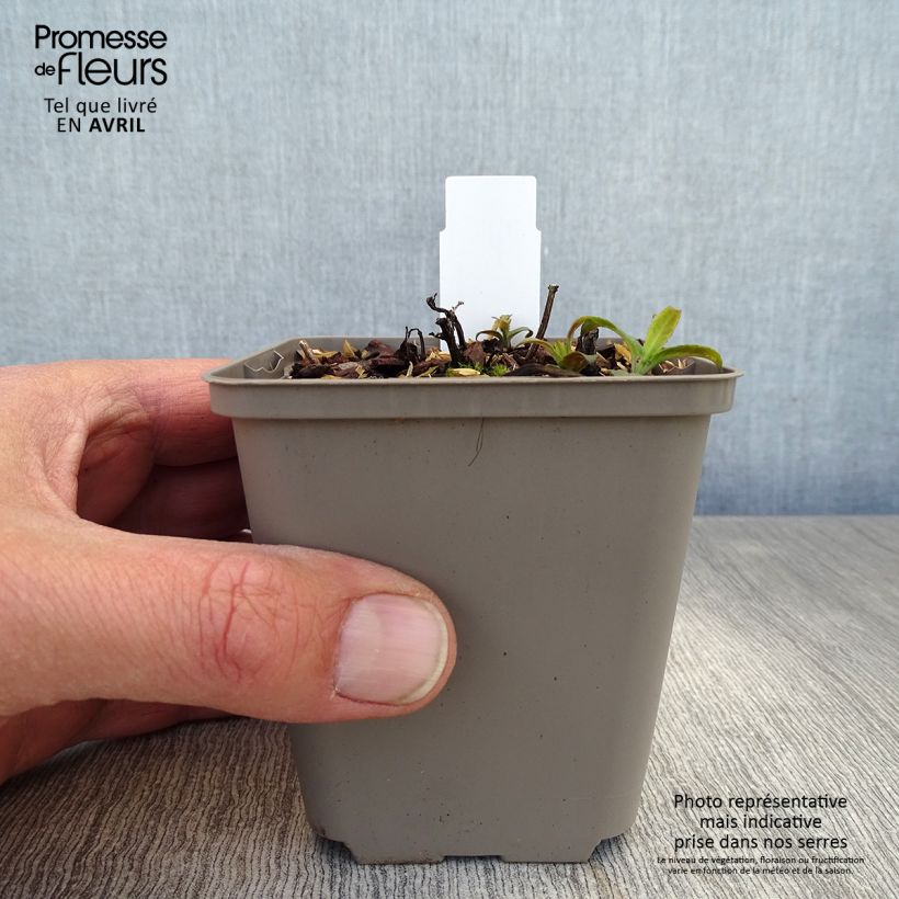 Monarda didyma Pardon My Pink - Beebalm 8/9 cm pot sample as delivered in spring