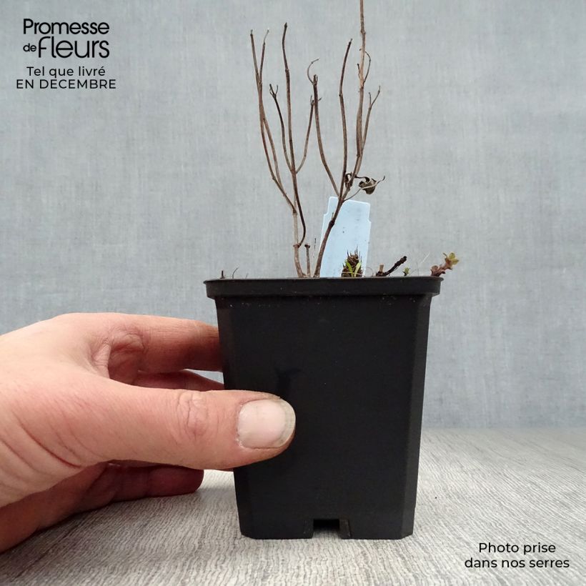 Monarda hybrida Schneewittchen - Beebalm 8/9 cm pot sample as delivered in winter