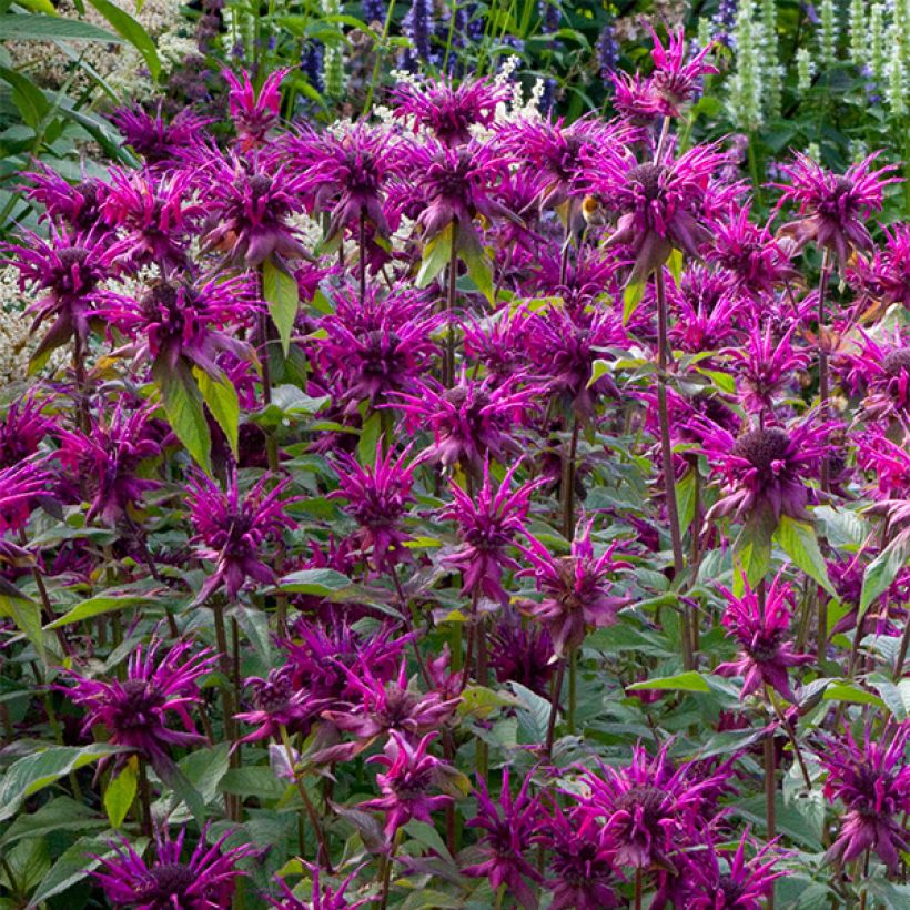 Monarda fistulosa Scorpion - Beebalm (Flowering)