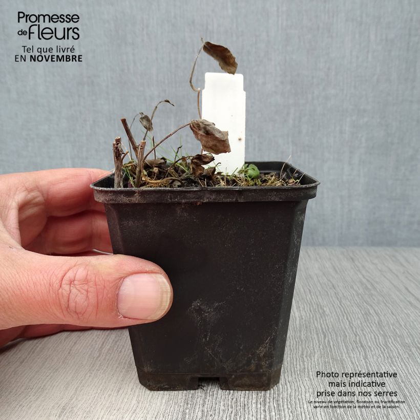 Monarda fistulosa Scorpion - Beebalm 8/9 cm pot sample as delivered in autumn