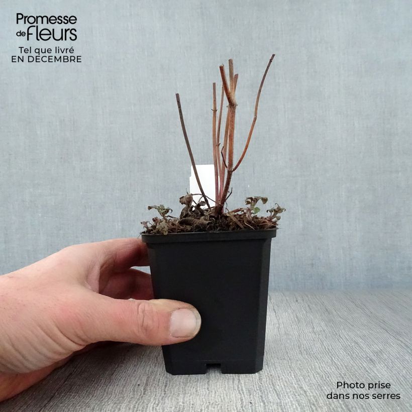 Monarda fistulosa Scorpion - Beebalm 8/9 cm pot sample as delivered in winter