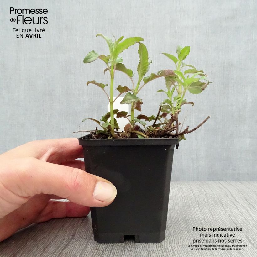 Monarda fistulosa Scorpion - Beebalm 8/9 cm pot sample as delivered in spring