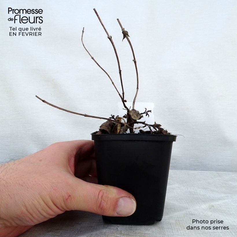 Monarda bradburiana - Beebalm 8/9 cm pot sample as delivered in winter