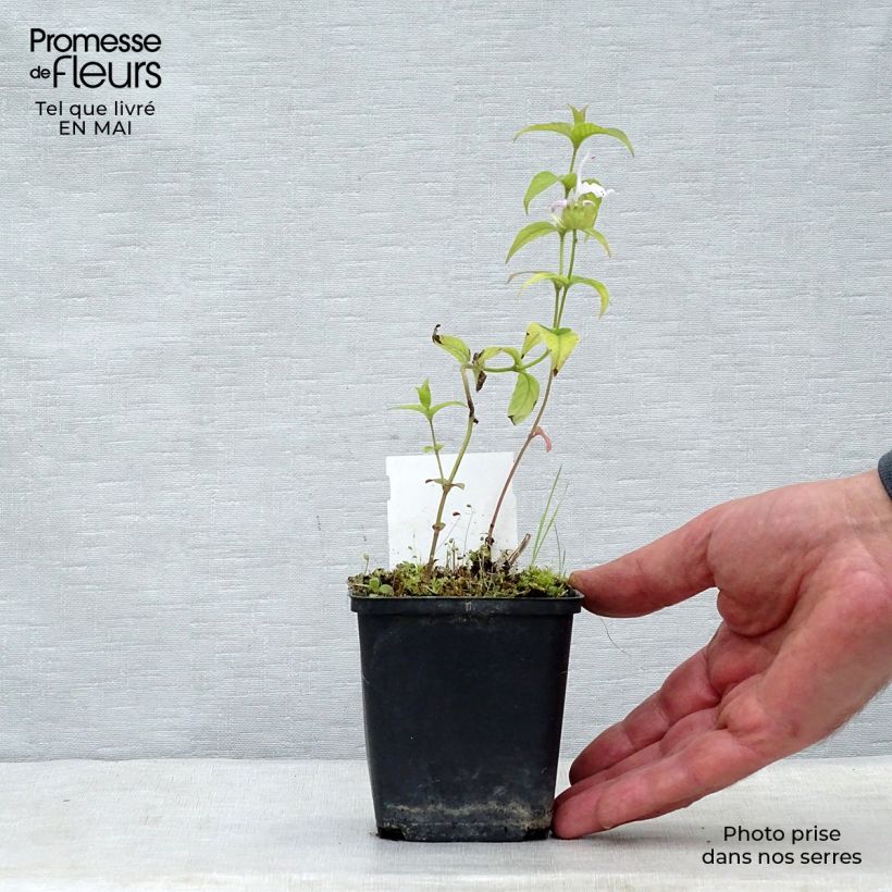 Monarda bradburiana - Beebalm 8/9 cm pot sample as delivered in spring