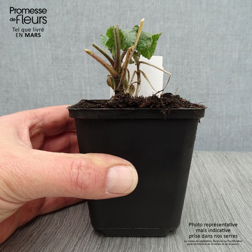 Lunaria annua Alba 8/9 cm pot sample as delivered in spring