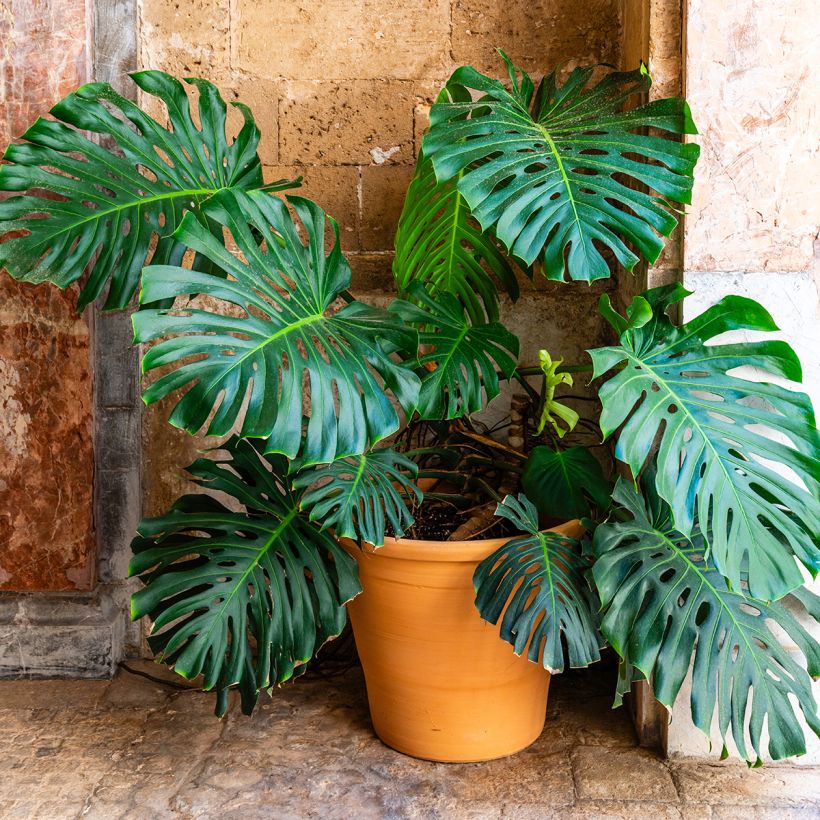 Monstera deliciosa - Swiss cheese plant (Plant habit)