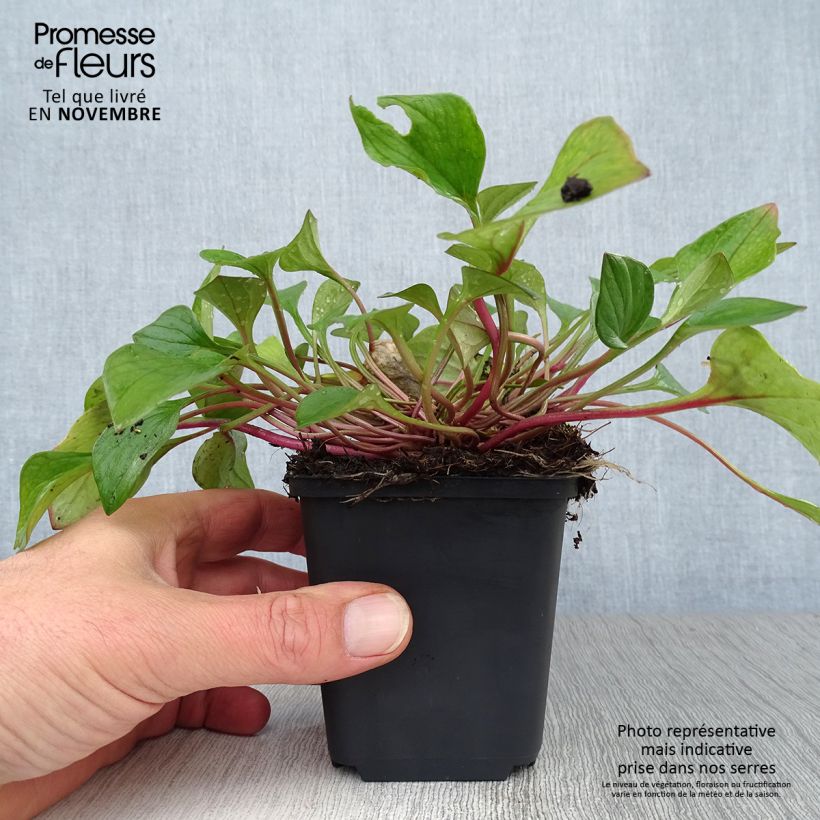 Claytonia sibirica 8/9 cm pot sample as delivered in autumn