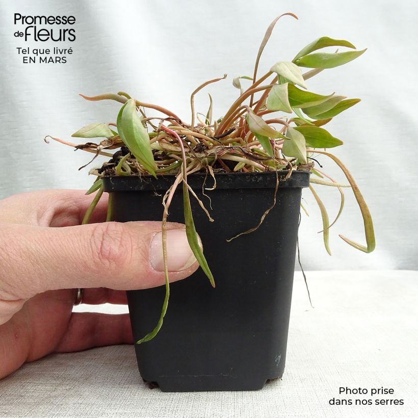 Claytonia sibirica 8/9 cm pot sample as delivered in winter