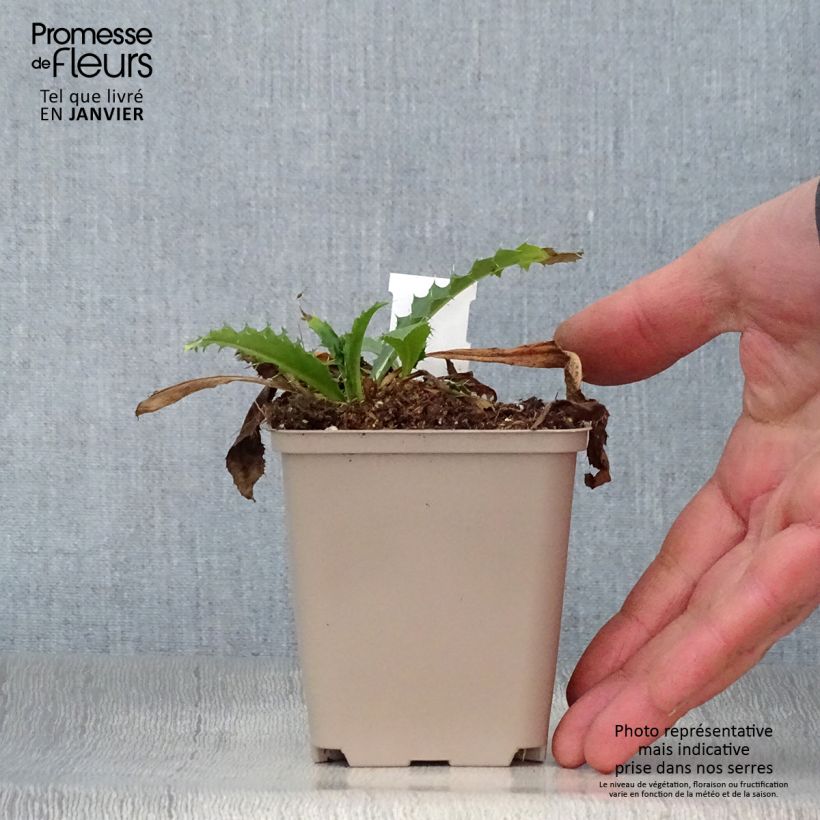 Morina longifolia 8/9 cm pot sample as delivered in winter