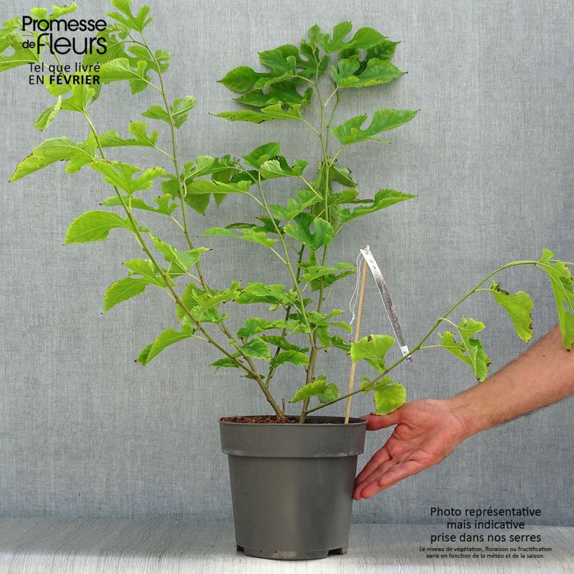 Morus acidosa Mulle - Mullberry 3L/4L pot sample as delivered in autumn