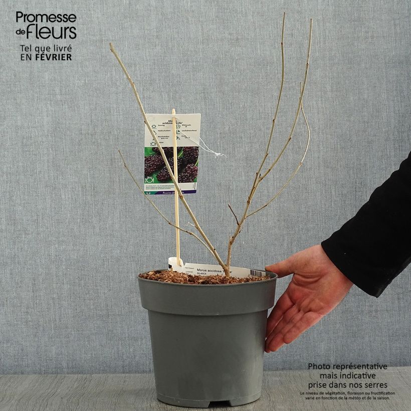 Morus acidosa Mulle - Mullberry 3L/4L pot sample as delivered in winter
