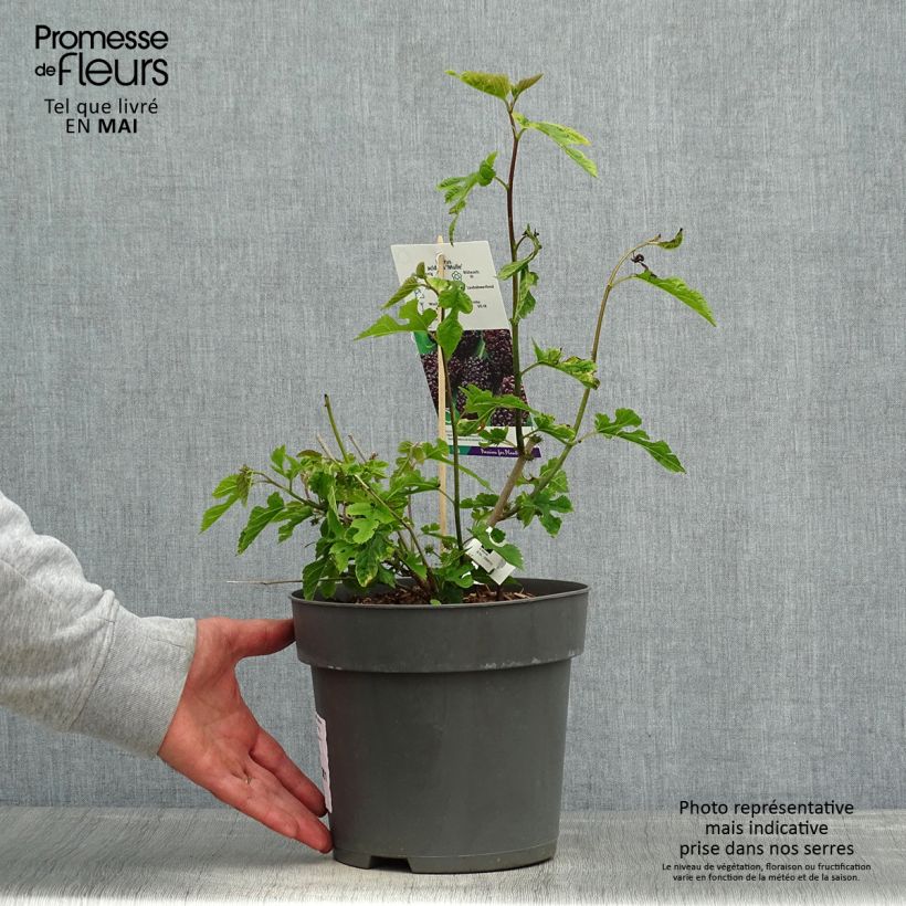 Morus acidosa Mulle - Mullberry 3L/4L pot sample as delivered in spring