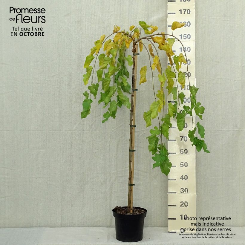 Morus alba Pendula - Mullberry 7.5L/10L pot sample as delivered in autumn