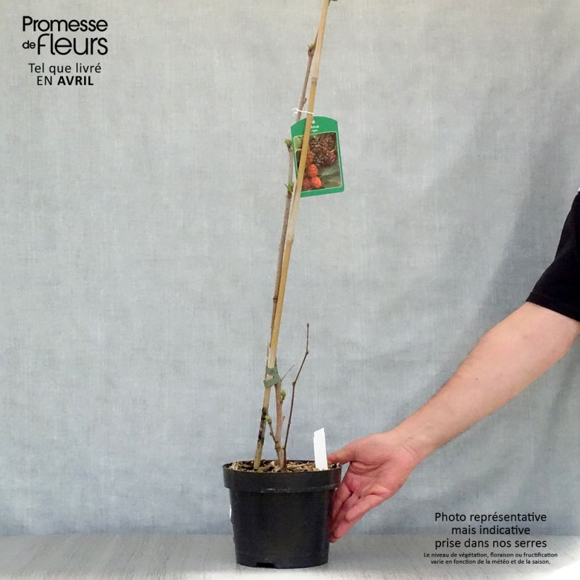 Morus nigra - Mullberry 1.5L/2L pot sample as delivered in spring