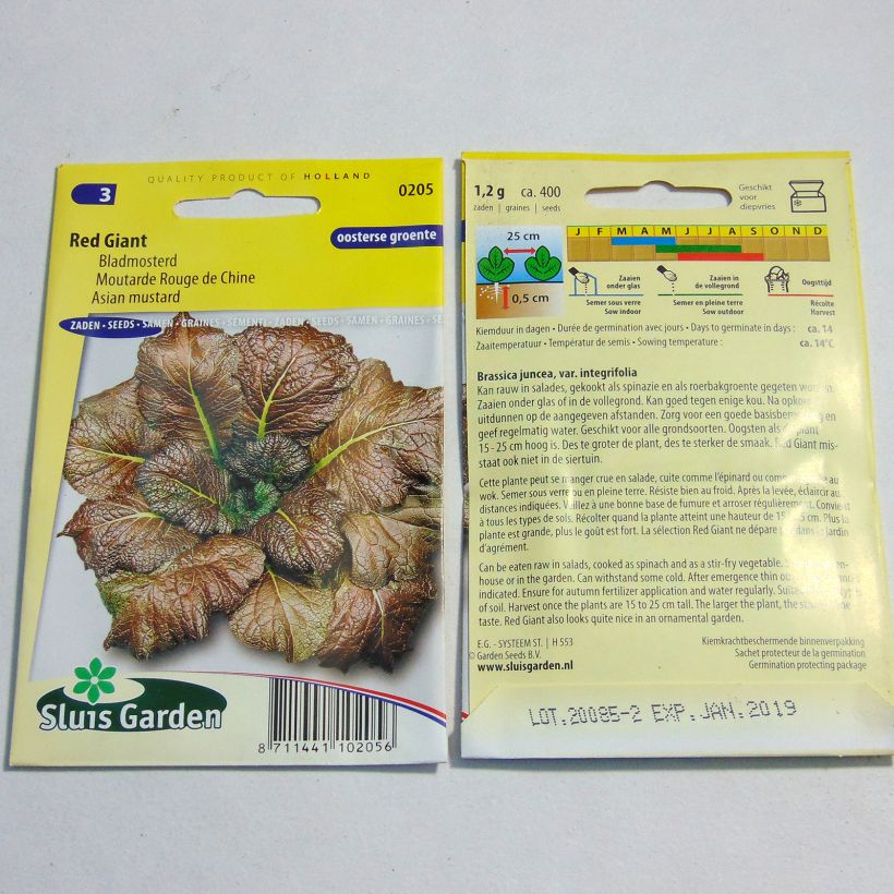 Example of Chinese Red Giant Mustard - Brassica juncea per pack of 800 seeds (2g) specimen as delivered