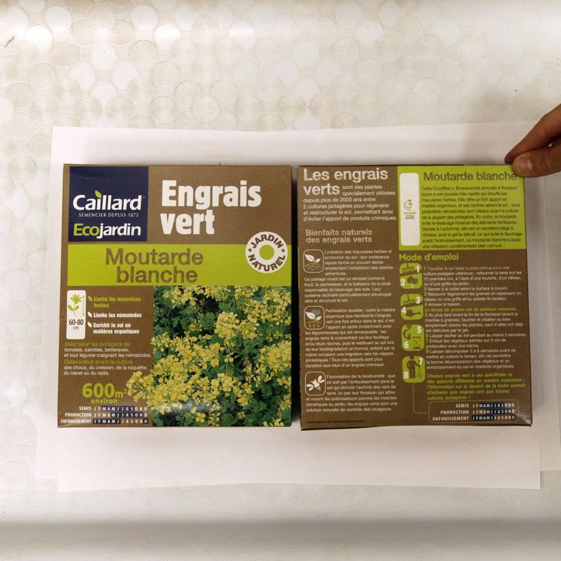 Example of White Mustard - Green Manure - Box 600 m² Seeds specimen as delivered