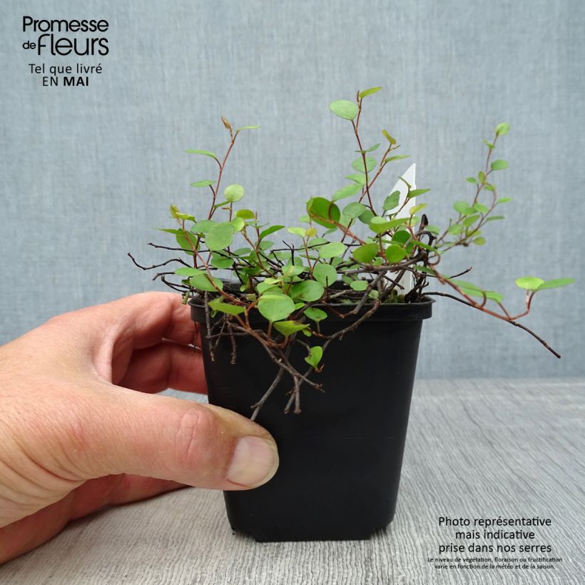 Muehlenbeckia axillaris 8/9 cm pot sample as delivered in spring