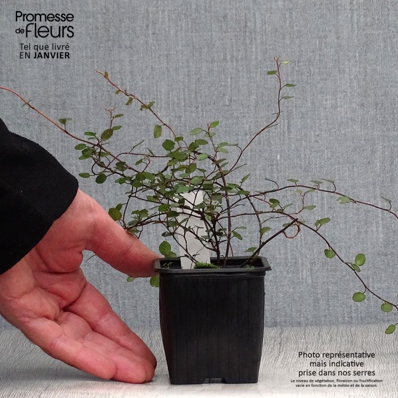 Muehlenbeckia complexa - Maidenhair Vine 8/9 cm pot sample as delivered in winter