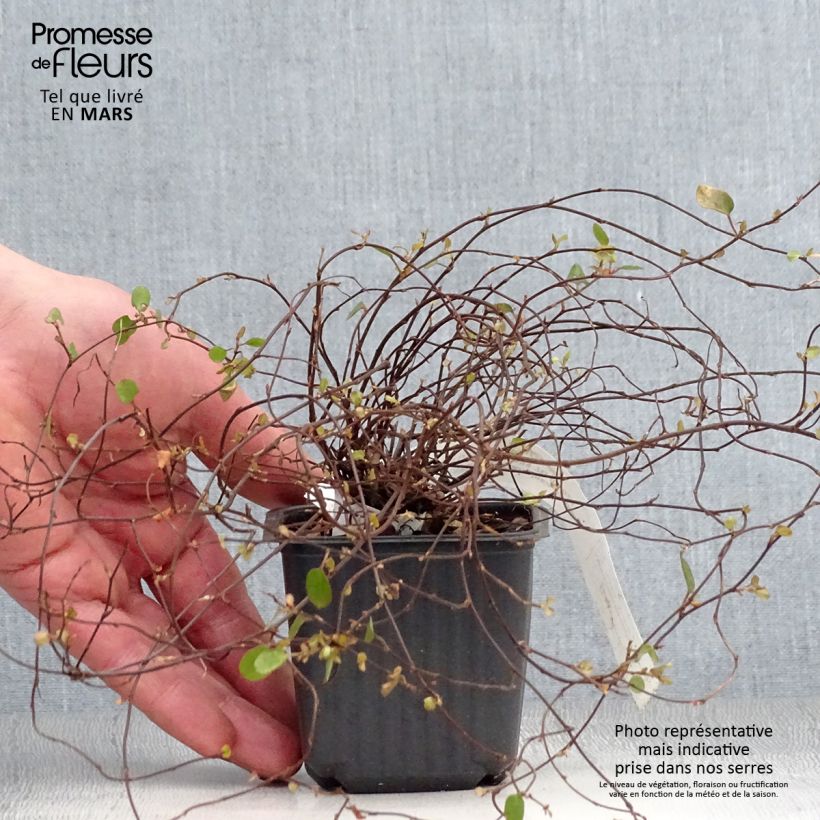 Muehlenbeckia complexa Sealand Compact - Maidenhair Vine 8/9 cm pot sample as delivered in spring