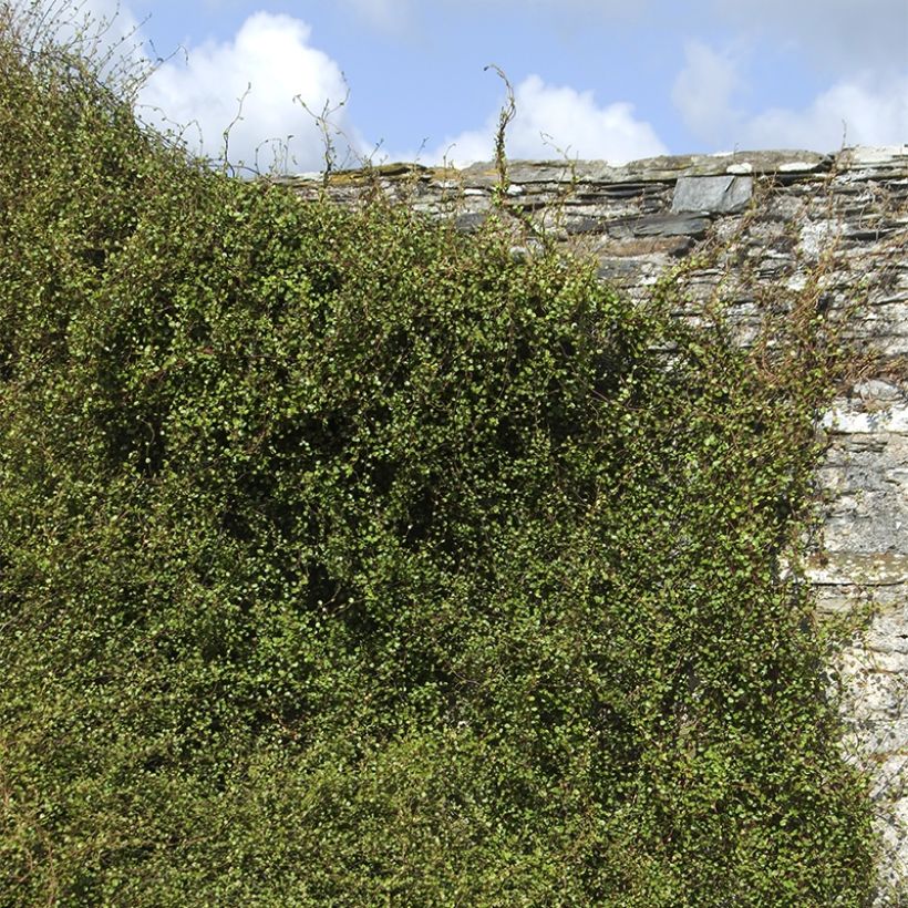 Muehlenbeckia complexa Sealand Compact - Maidenhair Vine (Plant habit)