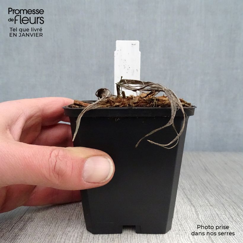 Convallaria majalis - Lily of the Valley 8/9 cm pot sample as delivered in winter