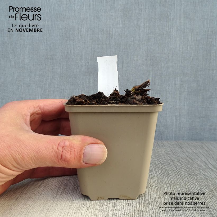 Convallaria majalis Bordeaux - Lily of the Valley 8/9 cm pot sample as delivered in autumn
