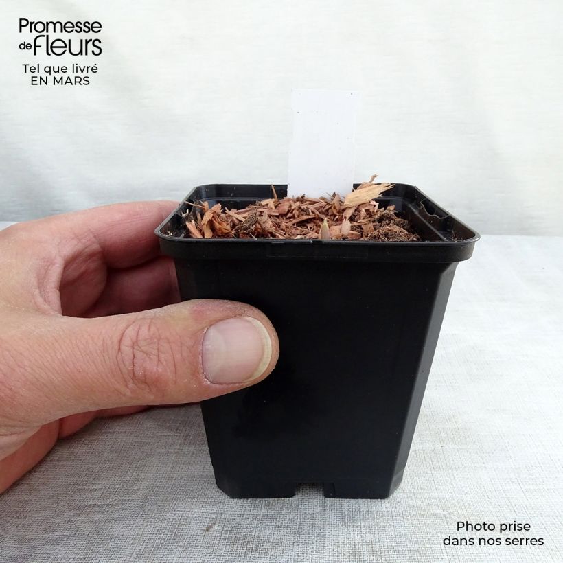 Convallaria majalis var. rosea - Lily of the Valley 8/9 cm pot sample as delivered in winter