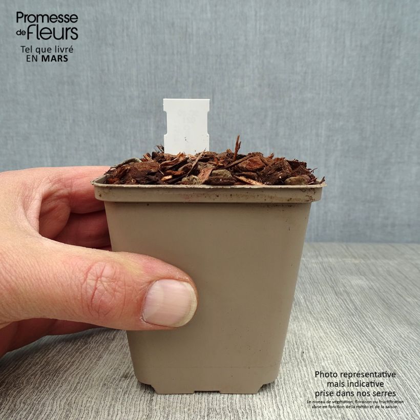 Convallaria majalis Doreen - Lily of the Valley 8/9 cm pot sample as delivered in spring