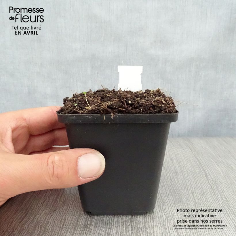 Convallaria majalis Prolificans - Lily of the Valley 8/9 cm pot sample as delivered in spring