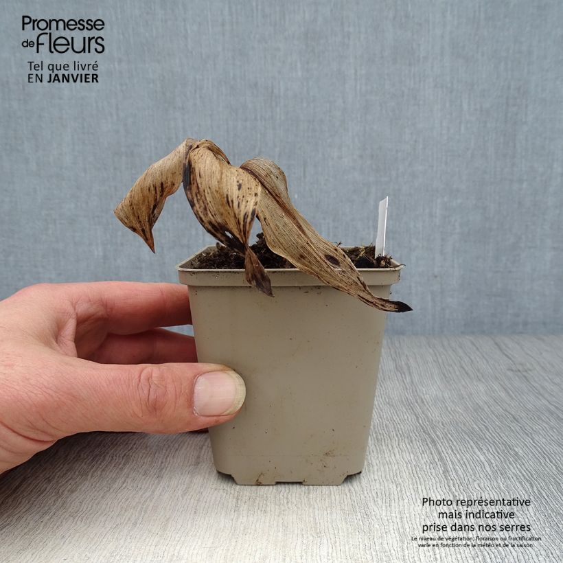 Convallaria majalis Hardwick Hall - Lily of the Valley 8/9 cm pot sample as delivered in winter