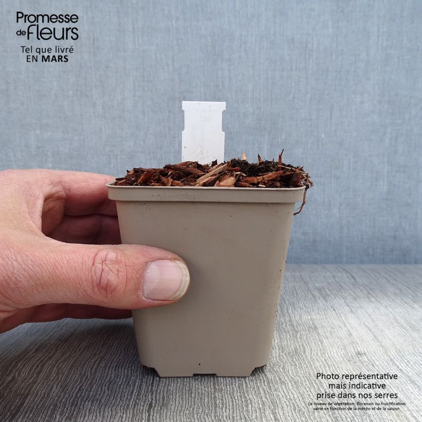 Convallaria majalis Hardwick Hall - Lily of the Valley 8/9 cm pot sample as delivered in spring