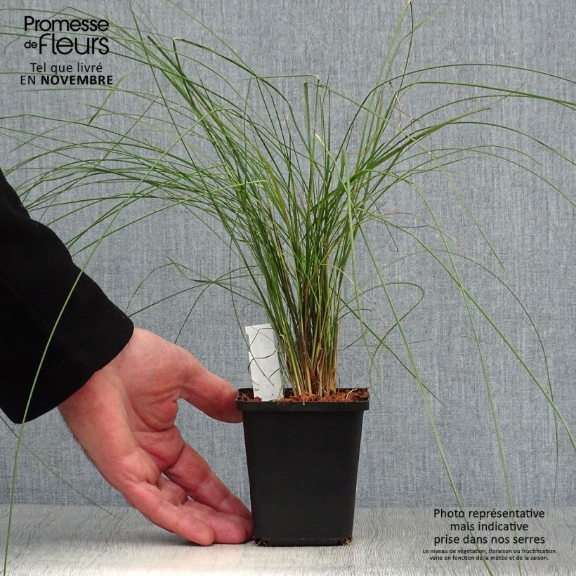 Muhlenbergia capillaris 8/9 cm pot sample as delivered in autumn