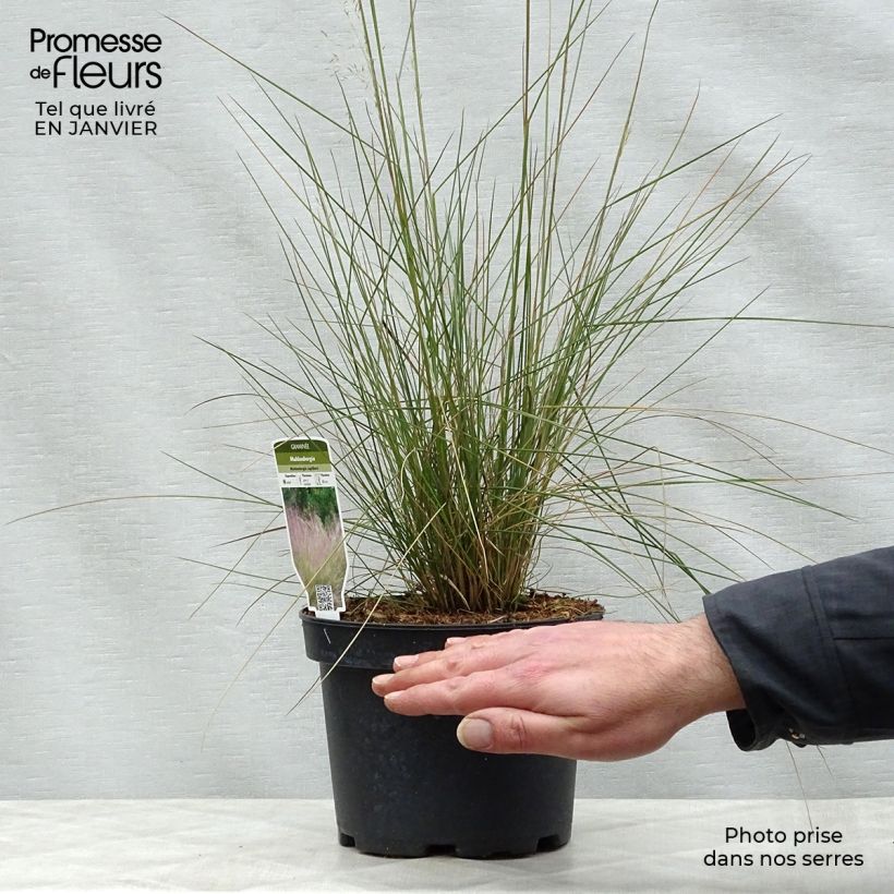 Muhlenbergia capillaris 2L/3L pot sample as delivered in winter